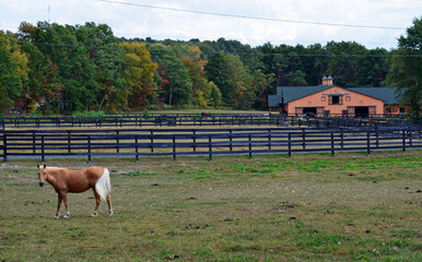 Plakat horses on a farm