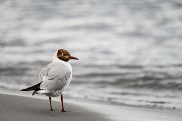 Great view of young black-headed gull standing on sandy coast at water