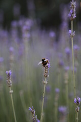 Abeja en Lavanda
