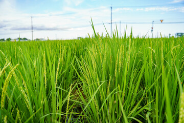 成長して花芽を付けた稲穂