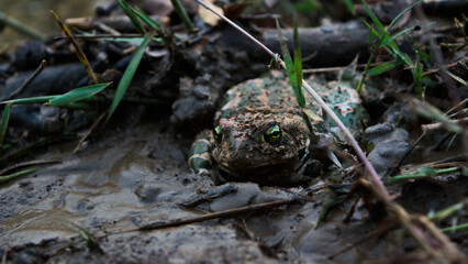 Frog in the mud