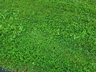 green summer meadow full frame photo