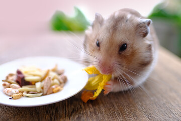 close up portrait of beautiful brown domestic cute hamster eating delicious food, grain, vegetables from white plate at wooden table, pet health and appetite concept, care and feeding