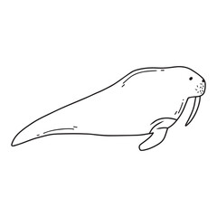 Obraz premium Childrens illustration of walrus isolated on white background. Hand-drawn walrus in doodle style. Vector illustration