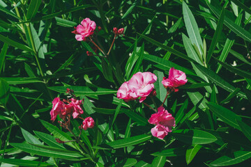 pink flowers in the garden