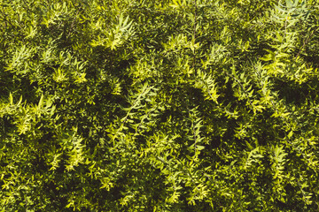green leaves background