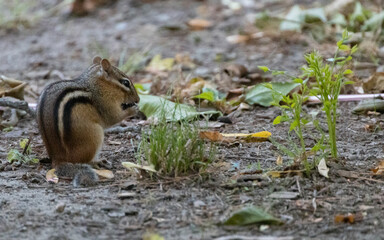 Naklejka na ściany i meble Chipmunk With A Curved Back Trying To Eat Something