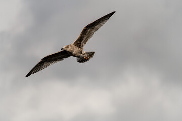 gorgeous view of young brown mottled seagull flies with its wings spread wide in the sky.