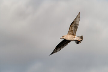 great view of young brown mottled seagull flies with its wings spread wide in the sky.