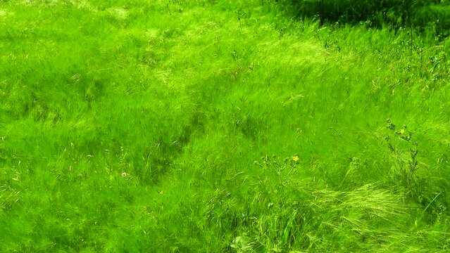 Forbs and wild cereals sway in the wind in the wild