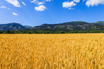 Gold wheat field on mountains background. Ripening ears of meadow wheat field