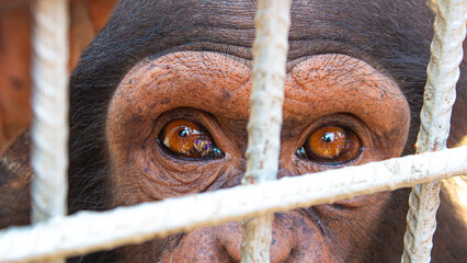 Chimpanzé en cage qui regarde son photographe avec tristesse au Togo, Lomé, afrique de l'ouest