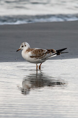 Side view on young black-headed gull standing in water and reflection in it