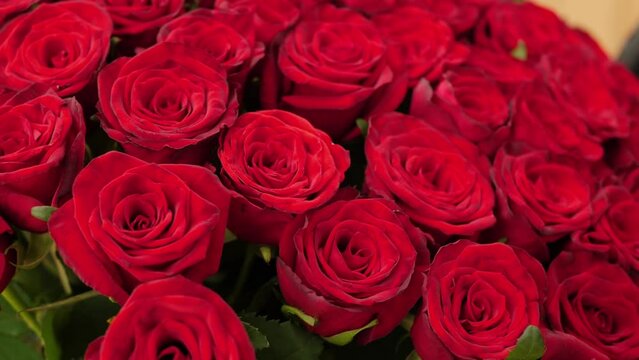 Blooming rose flowers, close-up. Beautiful red roses bouquet background. Wedding backdrop, Valentine's Day concept
