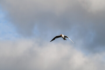 Obraz premium black-headed gull flying in the air against cloudy sky. Seabird in flight.