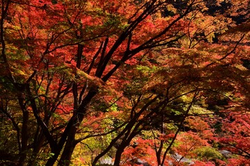 秋景色   御岳昇仙峡　