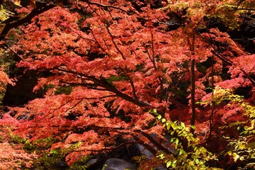 秋景色   御岳昇仙峡　