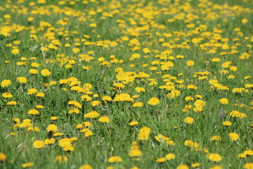 Blue cornflower closeup
