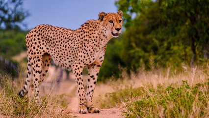 Cheetah wild animal in Kruger National Park South Africa, Cheetah on the Hunt during sunset. Cheeta behind a fence of a private game reserve in South Africa © Fokke Baarssen
