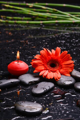 Still life of with 
red flower ,candle, bamboo grove and zen black stones ,on wet background
