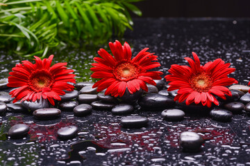 Still life of with red flower and zen black stones ,green palm wet background