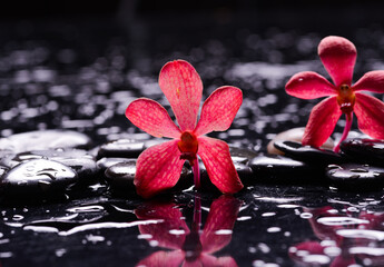 Still life of with 
Red orchid and zen black stones on wet background

