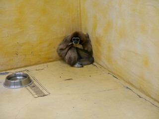 sad monkey © Ruslan