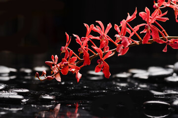 Still life of with lying on  
Branch red orchid , and zen black stones on wet background
