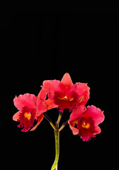 Red orchid flowers close up on gray background