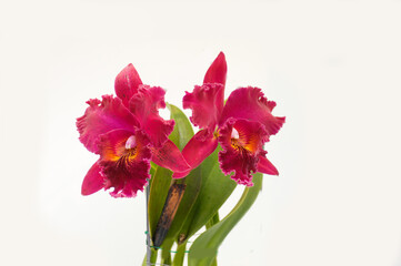 red orchid flower branch bloom included clipping path