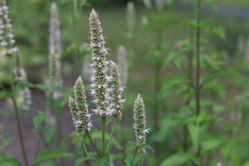 Agastache nepetoides. White flowers in garden, korean mint.