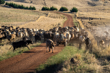 herding cows with a motobike