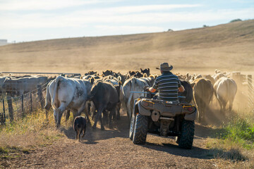 farmer herding cows in a field, Angus, wagyu, Murray grey, Dairy and beef Cows and Bulls grazing on...