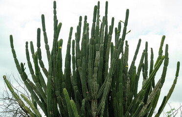 Afrikanischer Kaktus im Buschlandschaft vom Naturreservat Hluhluwe Nationalpark Südafrika