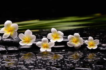 Still life of with Six Plumeria, frangipani with zen black stones on wet background