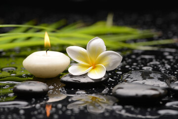 Still life of with Plumeria, frangipani
and green palm withzen black stones on wet background
