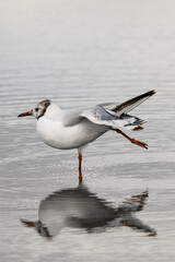 Fototapeta na wymiar awesome beautiful view on young black-headed gull standing in water and reflection in it