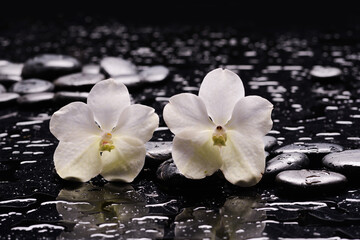 Still life of with 
Two white orchid and zen black stones on wet background
