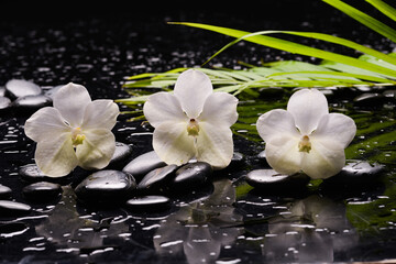 Still life of with 
Three orchid and green paln ,zen black stones on wet background
