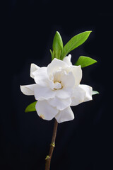 white gardenia with leaf isolated on black background