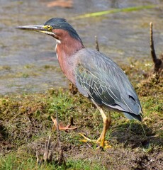 Green Heron