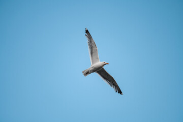 Beautiful white seagull fly high in the clear blue sky.