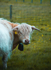 Scottish highlander cow portraits in the Isle of Lewis and Harris, outer Hebrides. Beautiful, tame...