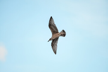 Obraz premium Beautiful young brown mottled seagull flies with its wings spread wide in blue sky.