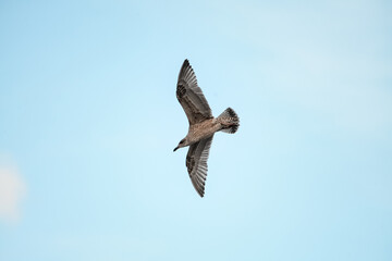 Beautiful young brown mottled seagull flies with its wings spread wide in blue sky.