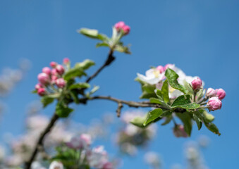  Pink apple tree flowers at the branch in spring