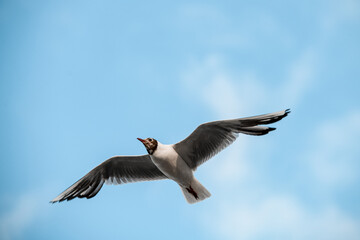 black-headed gull flies with its wings spread wide against blue sky