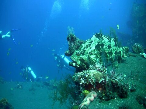 Brown-marbeled grouper (Epinephelus fuscoguttatus) with divers