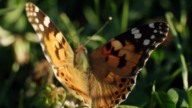 A close-up view of a monarch butterfly in a meadow. The butterfly is collecting pollen from flowers in four times slow motion.