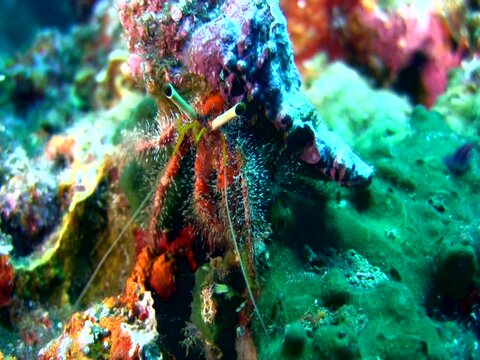 Hairy-red hermit crab (Dardanus lagopodes) crawling